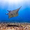 Manta Ray (Manta alfredi), photo taken in Indonesia, East Nusa Tenggara, West Manggarai Regency, Manta Point