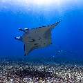 Manta Ray (Manta alfredi), photo taken in Indonesia, East Nusa Tenggara, West Manggarai Regency, Manta Point