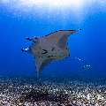 Manta Ray (Manta alfredi), photo taken in Indonesia, East Nusa Tenggara, West Manggarai Regency, Manta Point