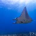 Manta Ray (Manta alfredi), photo taken in Indonesia, East Nusa Tenggara, West Manggarai Regency, Manta Point
