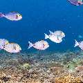 Elongate surgeonfish (Acanthurus mata), photo taken in Indonesia, East Nusa Tenggara, West Manggarai Regency, Siaba Kecil