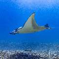 Manta Ray (Manta alfredi), photo taken in Indonesia, East Nusa Tenggara, West Manggarai Regency, Manta Point
