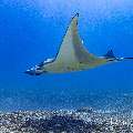Manta Ray (Manta alfredi), photo taken in Indonesia, East Nusa Tenggara, West Manggarai Regency, Manta Point