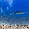 Manta Ray (Manta alfredi), photo taken in Indonesia, East Nusa Tenggara, West Manggarai Regency, Manta Point