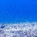 Blacktip Reefshark (Carcharhinus melanopterus), photo taken in Indonesia, East Nusa Tenggara, West Manggarai Regency, Manta Point