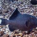 , photo taken in Indonesia, East Nusa Tenggara, West Manggarai Regency, Manta Point