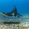 Manta Ray (Manta alfredi), photo taken in Indonesia, East Nusa Tenggara, West Manggarai Regency, Manta Point