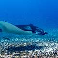 Manta Ray (Manta alfredi), photo taken in Indonesia, East Nusa Tenggara, West Manggarai Regency, Manta Point