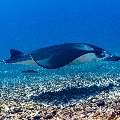 Manta Ray (Manta alfredi), photo taken in Indonesia, East Nusa Tenggara, West Manggarai Regency, Manta Point