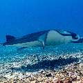 Manta Ray (Manta alfredi), photo taken in Indonesia, East Nusa Tenggara, West Manggarai Regency, Manta Point