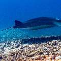 Manta Ray (Manta alfredi), photo taken in Indonesia, East Nusa Tenggara, West Manggarai Regency, Manta Point