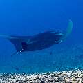 Manta Ray (Manta alfredi), photo taken in Indonesia, East Nusa Tenggara, West Manggarai Regency, Manta Point