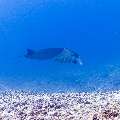 Manta Ray (Manta alfredi), photo taken in Indonesia, East Nusa Tenggara, West Manggarai Regency, Manta Point