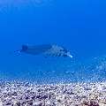 Manta Ray (Manta alfredi), photo taken in Indonesia, East Nusa Tenggara, West Manggarai Regency, Manta Point