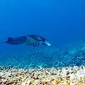 Manta Ray (Manta alfredi), photo taken in Indonesia, East Nusa Tenggara, West Manggarai Regency, Manta Point