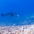 Manta Ray (Manta alfredi), photo taken in Indonesia, East Nusa Tenggara, West Manggarai Regency, Manta Point