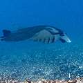 Manta Ray (Manta alfredi), photo taken in Indonesia, East Nusa Tenggara, West Manggarai Regency, Manta Point