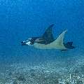 Manta Ray (Manta alfredi), photo taken in Indonesia, East Nusa Tenggara, West Manggarai Regency, Manta Point