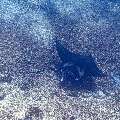 Manta Ray (Manta alfredi), photo taken in Indonesia, East Nusa Tenggara, West Manggarai Regency, Manta Point
