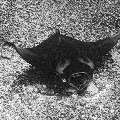 Manta Ray (Manta alfredi), photo taken in Indonesia, East Nusa Tenggara, West Manggarai Regency, Manta Point