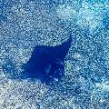 Manta Ray (Manta alfredi), photo taken in Indonesia, East Nusa Tenggara, West Manggarai Regency, Manta Point