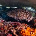 Map Puffer (Arothron mappa), photo taken in Indonesia, East Nusa Tenggara, West Manggarai Regency, Siaba Kecil