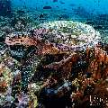 Hawksbill Sea Turtle (Eretmochelys imbricata), photo taken in Indonesia, East Nusa Tenggara, West Manggarai Regency, Siaba Kecil