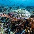 Hawksbill Sea Turtle (Eretmochelys imbricata), photo taken in Indonesia, East Nusa Tenggara, West Manggarai Regency, Siaba Kecil