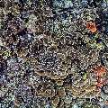 Coral, photo taken in Indonesia, East Nusa Tenggara, West Manggarai Regency, Siaba Kecil