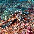 Hawksbill Sea Turtle (Eretmochelys imbricata), photo taken in Indonesia, East Nusa Tenggara, West Manggarai Regency, Siaba Kecil