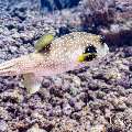 White-Spotted Puffer (Arothron hispidus), photo taken in Indonesia, East Nusa Tenggara, West Manggarai Regency, Manta Point