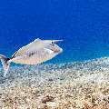 Humpback Unicornfish (Naso brachycentron), photo taken in Indonesia, East Nusa Tenggara, West Manggarai Regency, Manta Point
