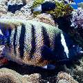 Sixbar Angelfish (Pomacanthus sexstriatus), photo taken in Indonesia, East Nusa Tenggara, West Manggarai Regency, Manta Point