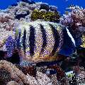 Sixbar Angelfish (Pomacanthus sexstriatus), photo taken in Indonesia, East Nusa Tenggara, West Manggarai Regency, Manta Point