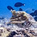 Broadclub cuttlefish (Sepia latimanus), photo taken in Indonesia, East Nusa Tenggara, West Manggarai Regency, Manta Point