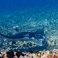 Manta Ray (Manta alfredi), photo taken in Indonesia, East Nusa Tenggara, West Manggarai Regency, Manta Point