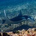 Manta Ray (Manta alfredi), photo taken in Indonesia, East Nusa Tenggara, West Manggarai Regency, Manta Point