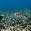 Horn-Nosed Boxfish (Ostracion rhinorhynchos), photo taken in Indonesia, East Nusa Tenggara, West Manggarai Regency, Manta Point