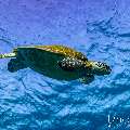 Green Sea Turtle (Chelonia mydas), photo taken in Indonesia, East Nusa Tenggara, West Manggarai Regency, Siaba Kecil