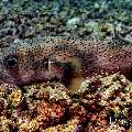 Spot-fin porcupinefish (Diodon hystrix), photo taken in Indonesia, East Nusa Tenggara, West Manggarai Regency, Manta Point