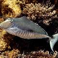 Humpback Unicornfish (Naso brachycentron), photo taken in Indonesia, East Nusa Tenggara, West Manggarai Regency, Manta Point