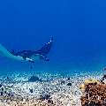 Manta Ray (Manta alfredi), photo taken in Indonesia, East Nusa Tenggara, West Manggarai Regency, Manta Point