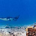Manta Ray (Manta alfredi), photo taken in Indonesia, East Nusa Tenggara, West Manggarai Regency, Manta Point
