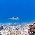 Manta Ray (Manta alfredi), photo taken in Indonesia, East Nusa Tenggara, West Manggarai Regency, Manta Point