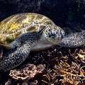 Green Sea Turtle (Chelonia mydas), photo taken in Indonesia, East Nusa Tenggara, West Manggarai Regency, Siaba Kecil