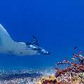 Manta Ray (Manta alfredi), photo taken in Indonesia, East Nusa Tenggara, West Manggarai Regency, Manta Point