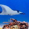 Manta Ray (Manta alfredi), photo taken in Indonesia, East Nusa Tenggara, West Manggarai Regency, Manta Point