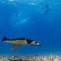 Manta Ray (Manta alfredi), photo taken in Indonesia, East Nusa Tenggara, West Manggarai Regency, Manta Point