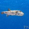 Blackspotted puffer (Arothron nigropunctatus), photo taken in Indonesia, East Nusa Tenggara, West Manggarai Regency, Manta Point