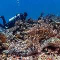 Giant Moray (Gymnothorax javanicus), photo taken in Indonesia, East Nusa Tenggara, West Manggarai Regency, Manta Point